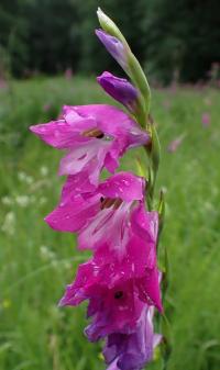 Mečík střechovitý (Gladiolus imbricatus)