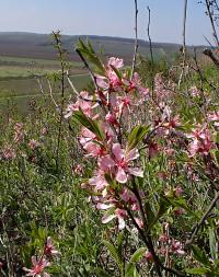 Mandloň nízká (Prunus tenella)