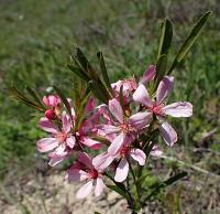 Mandloň nízká (Prunus tenella)