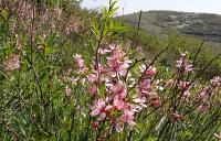 Mandloň nízká (Prunus tenella)