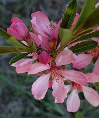 Mandloň nízká (Prunus tenella)