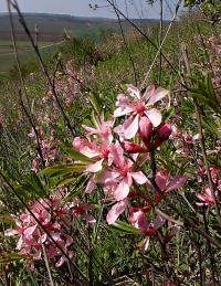 Mandloň nízká (Prunus tenella)