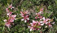 Mandloň nízká (Prunus tenella)
