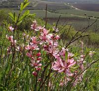 Mandloň nízká (Prunus tenella)