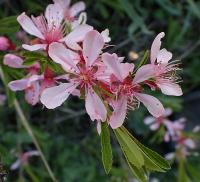 Mandloň nízká (Prunus tenella)