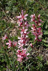 Mandloň nízká (Prunus tenella)