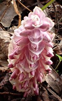 Podbílek šupinatý (Lathraea squamaria)