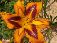 Denivka 'Spacecoast Tigertail Tango' (Hemerocallis)