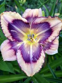 Denivka 'Blue Jay Tapestry' (Hemerocallis)