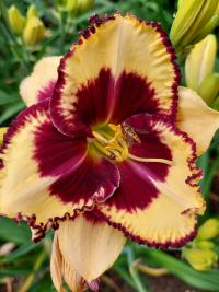 Denivka 'Tiger Blood' (Hemerocallis)
