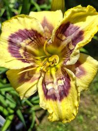 Denivka 'Stenciled di Fresco' (Hemerocallis)