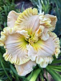 Denivka 'Wonder of it All' (Hemerocallis)