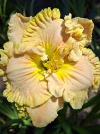 Denivka 'Wonder of it All' (Hemerocallis)
