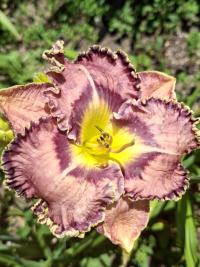 Denivka 'Moving Pictures' (Hemerocallis)
