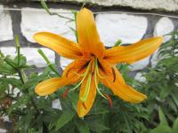 Lilie - semenáč (Lilium)