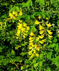 Štědřenec odvislý