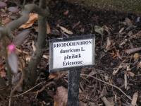 Pěnišník dahurský (Rhododendron dahuricum)