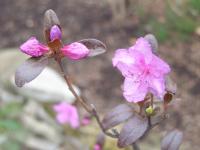 Pěnišník dahurský (Rhododendron dahuricum)