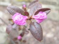 Pěnišník dahurský (Rhododendron dahuricum)
