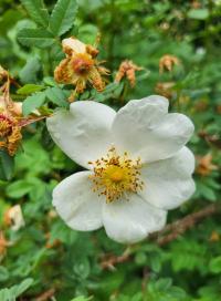 Růže bedrníkolistá (Rosa spinosissima)