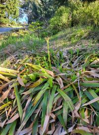 Bika lesní (Luzula sylvatica)
