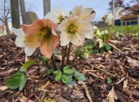 Čemeřice černá (Helleborus niger)