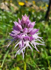 Vstavač italský (Orchis italica)