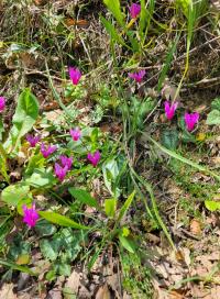 Brambořík vykrojený (Cyclamen repandum)