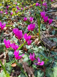 Brambořík vykrojený (Cyclamen repandum)