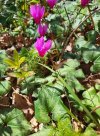 Brambořík vykrojený (Cyclamen repandum)