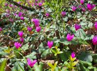 Brambořík vykrojený (Cyclamen repandum)