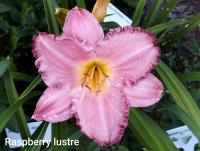 Denivka 'Raspberry Lustre'