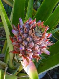 Ananasovník (Ananas)