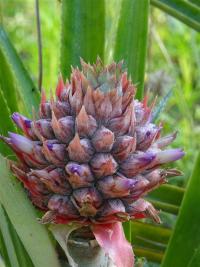 Ananasovník (Ananas)