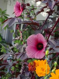 Ibišek kyselý (Hibiscus acetosella)