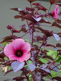 Ibišek kyselý (Hibiscus acetosella)