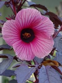 Ibišek kyselý (Hibiscus acetosella)