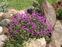 Kakost sivý (Geranium cinereum Giuseppe)