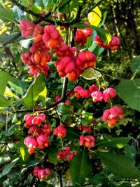 Brslen evropský (Euonymus europaeus)