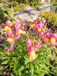 Hledík (Antirrhinum)