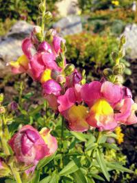 Hledík (Antirrhinum)