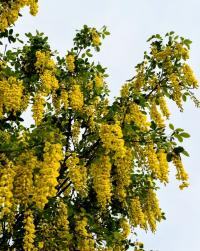 Štědřenec (Laburnum)
